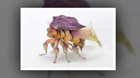 Genial! Insectos hechos con hojas secas (Artista: Hiroshi Shinno)