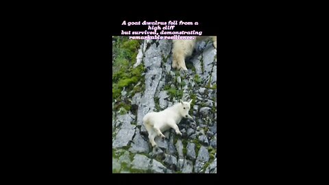 A goat fell from a high cliff but survived, demonstrating remarkable resilience.