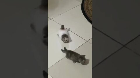 cute catsâ º shorts reels trending viral cute