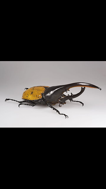 Hercules Beetles