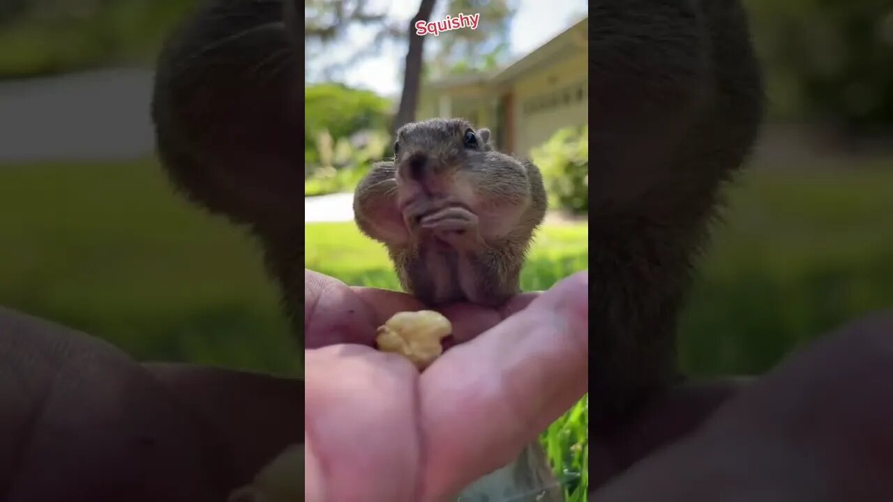 Fill the cheeks Squishy, fill the cheeks #fyp #animals #nature #cuteanimals #squishy #chipmunk