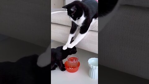 Drink and don't get distracted. The cat is raising a kitten. Funny cats#Shorts