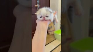 FUNNY CUTE PUPPY - Tiktok Compiled #Shorts