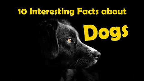 10 Interesting Facts about Dogs