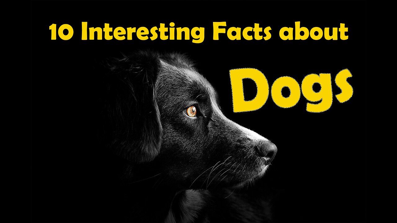 10 Interesting Facts about Dogs