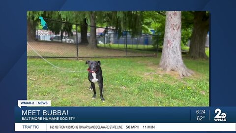 Bubba the dog is up for adoption at the Baltimore Humane Society