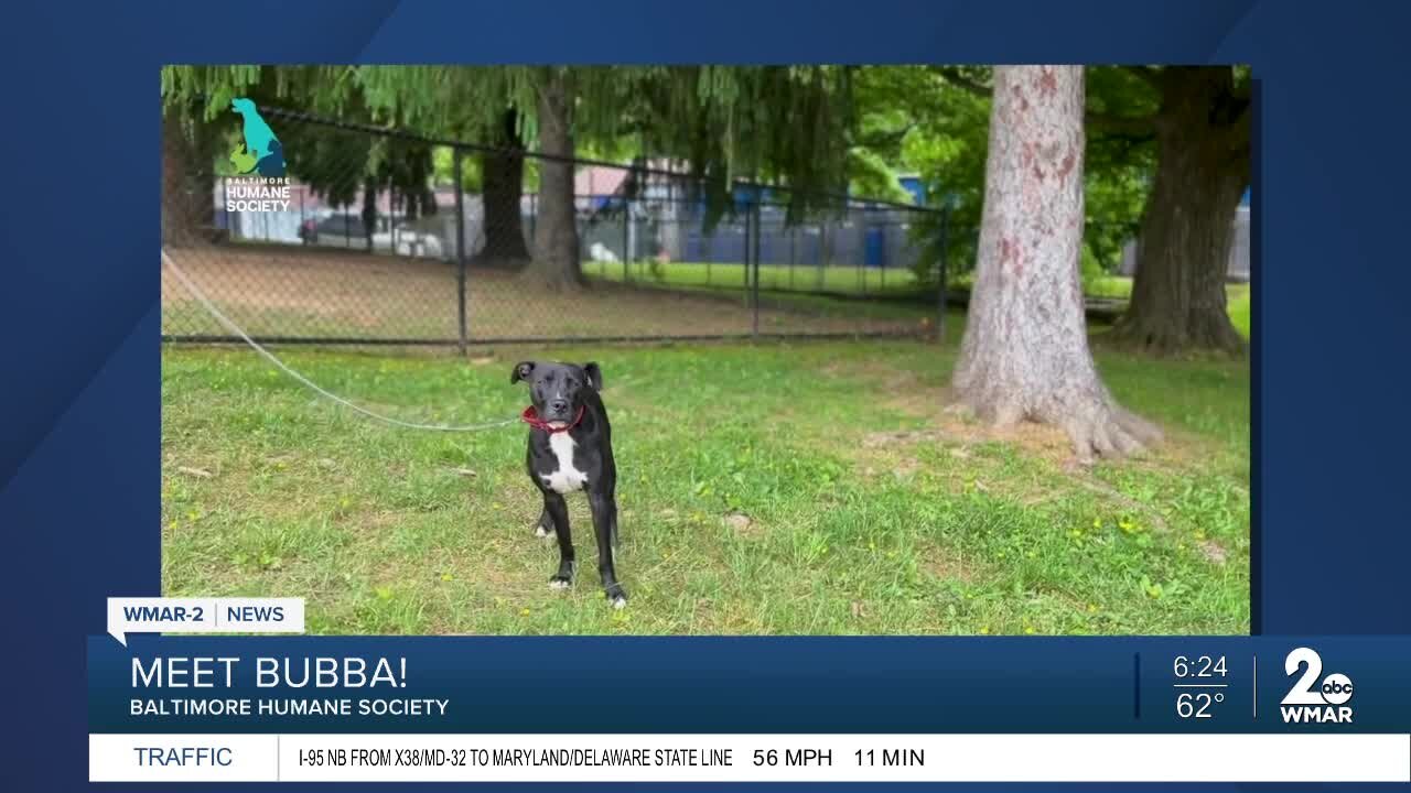 Bubba the dog is up for adoption at the Baltimore Humane Society