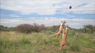 Amazing caracal jump!