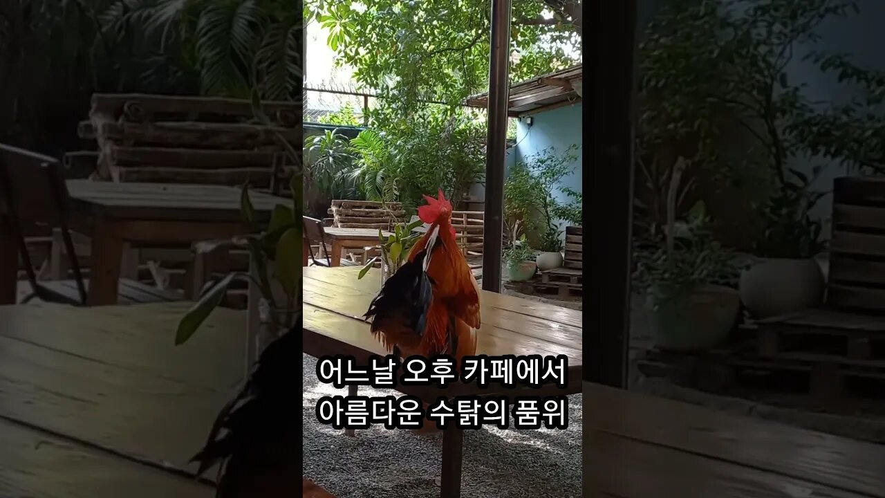 수탉의 품격, 어느날 오후 한 카페에서, 캄보디아 야생닭