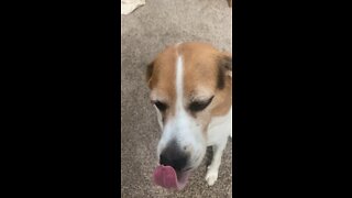 Howling at bacon the beagle