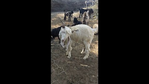 DAIRA DIN PANAH DDP GOAT BREED