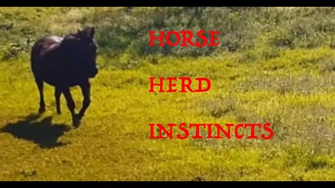 The mares react to their younger herd mate calling them and want to go back to their paddock