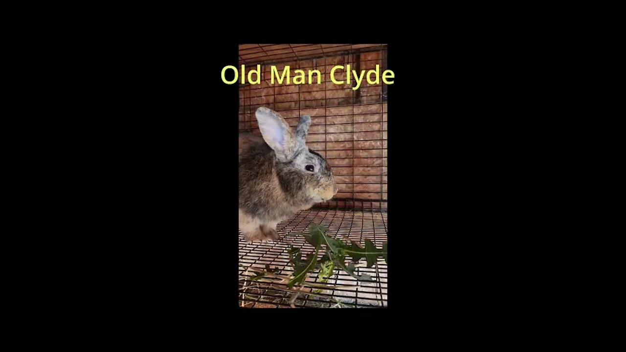 Old Man Clyde