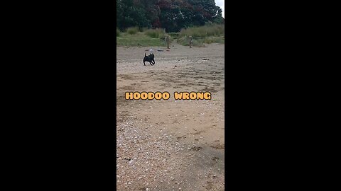 Dog Enjoys Taking Dump on Beach #shorts #dogs #beach