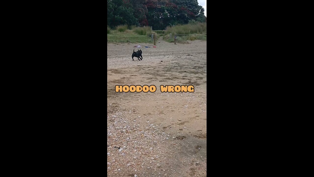 Dog Enjoys Taking Dump on Beach #shorts #dogs #beach