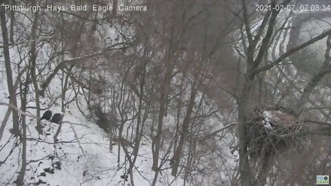 Hays Eagles Dad to Woods Limb early morning Mating 2021 02 07 7:08AM