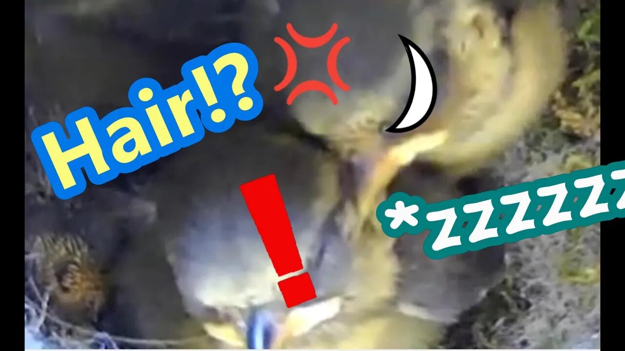 Blue Tit Chick Tries to Stop Snoozing Sibling Eating Hair