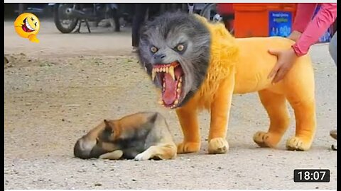 Troll Prank Dog Funny & fake Lion and Fake Tiger Prank To dog & Huge Box Prank to dog