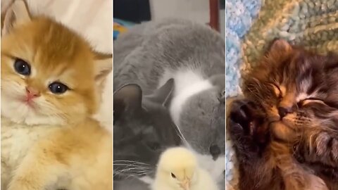 funny animals
