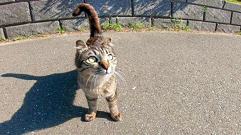 A scared but caressed kitty tabby kitten is too cute