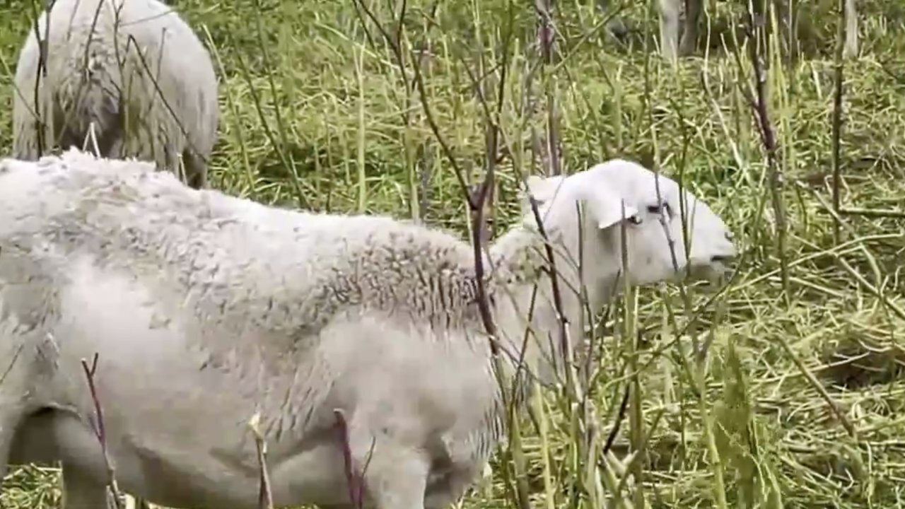 In California, Goats And Sheep Return To Firefighting Duty