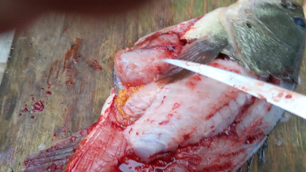 Fish Autopsy, Last fish of 2022, December