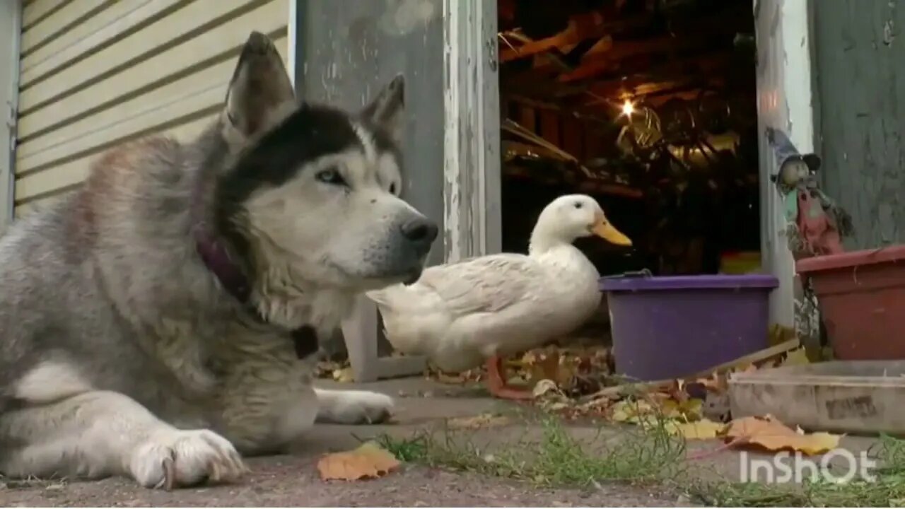 An unlikely pair #shorts #dog #duck