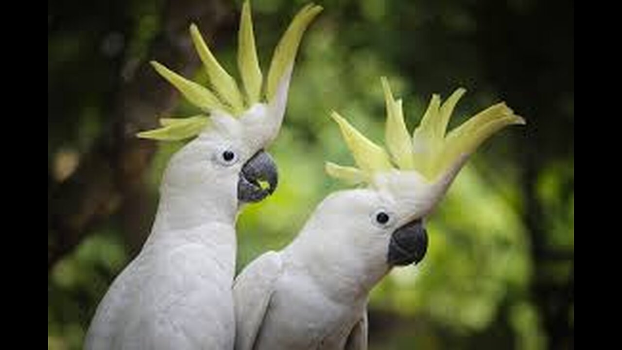 Cockatoo First Day Home pet