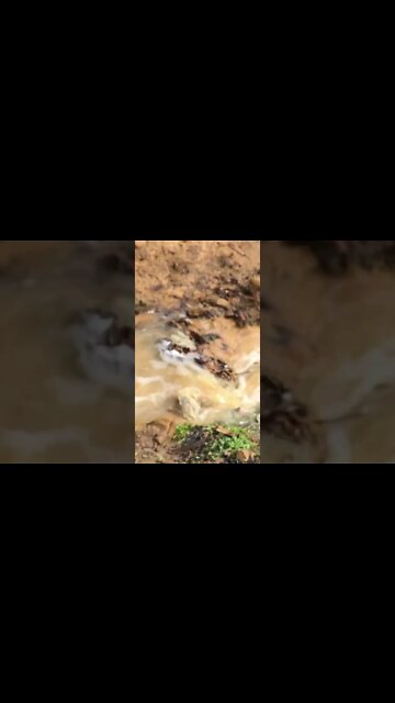 Spring runs during flood