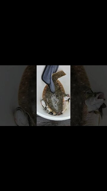 Keeper Fluke on Chicken meat as bait🤩