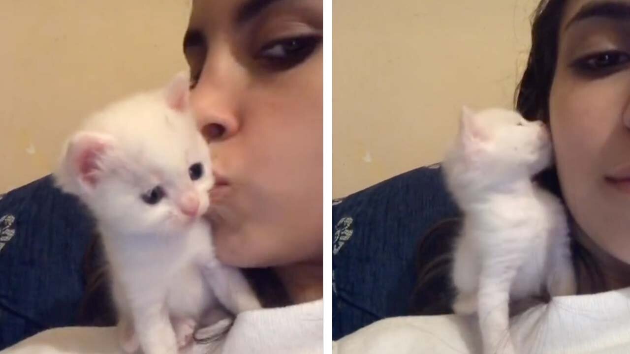 Adorable Kitten Kisses Her Owner Back