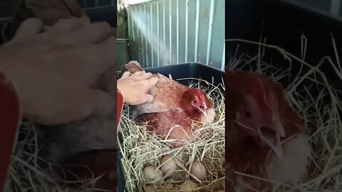 Chicken (Forest) has decided to sit on the eggs