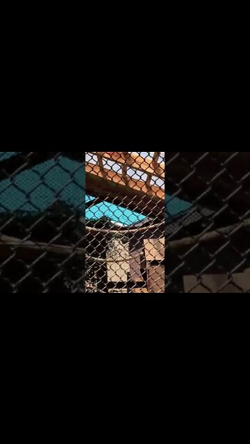 Squirrel Monkeys at the Moncton Zoo