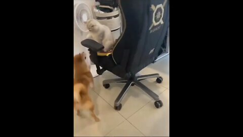 This is the cutest thing I have seen today ❤️❤️ #shorts #shortsfeed #clips #shortvideo