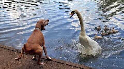 My dog is clearing swimming pool for me