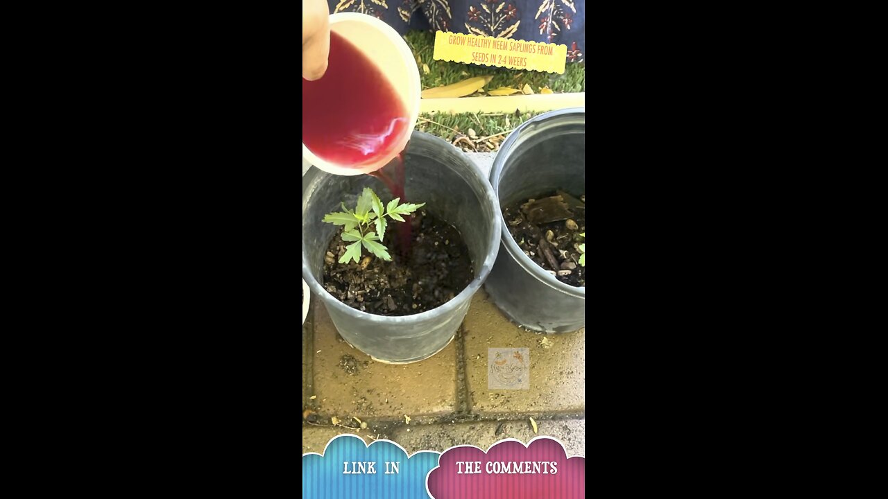 Organic Gardening | Neem Saplings 🌱🌞