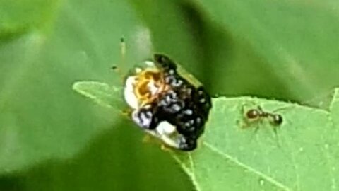 Clavate tortoise beetle..Plagiometriona clavata