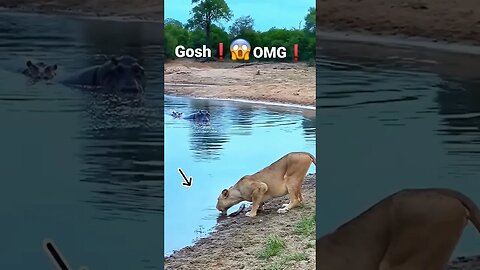 Oh no #shorts #youtubeshorts #viral #viralvideo #saintpee #shortsfeed #lion