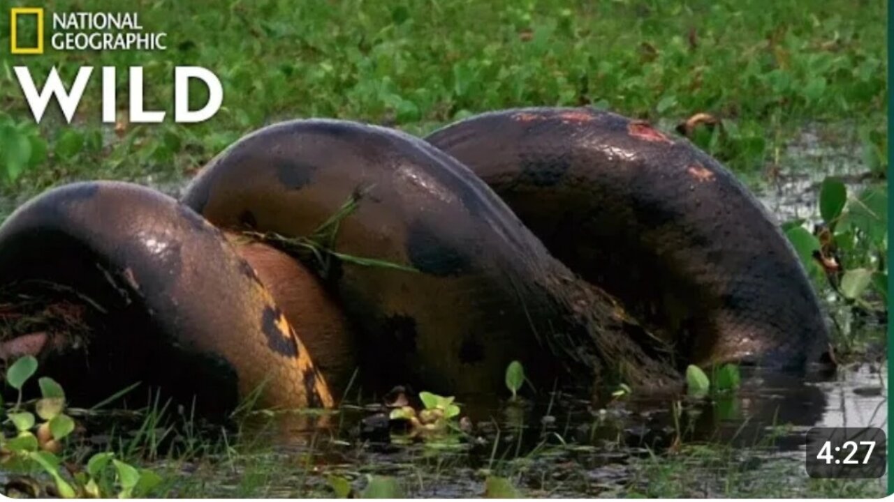 Anaconda Devours Huge Meal