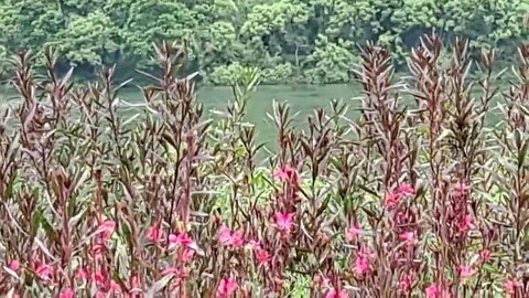 자라섬 남도. 나비바늘꽃 가우라