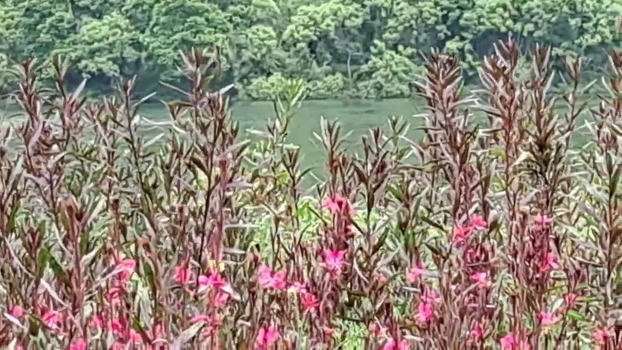 자라섬 남도. 나비바늘꽃 가우라