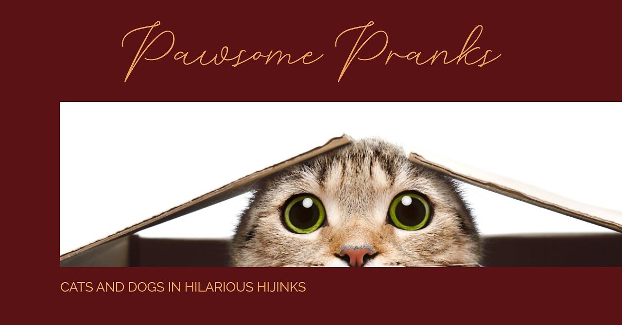 The Best Cat and Dog Pranks Ever! You'll Be ROFLing!