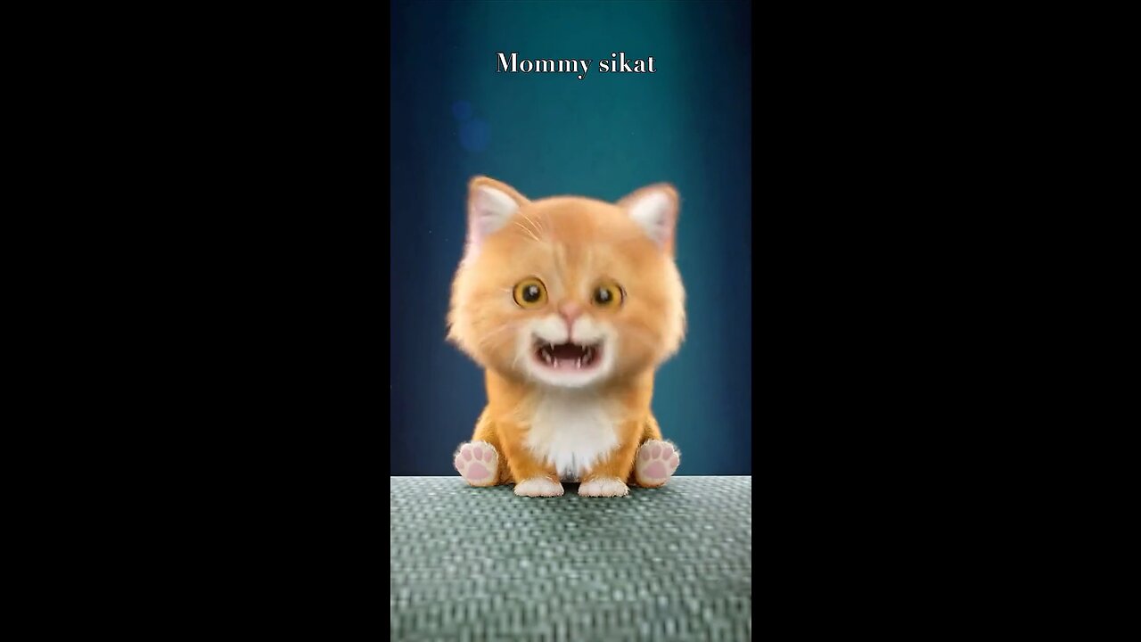 Cat funny videos