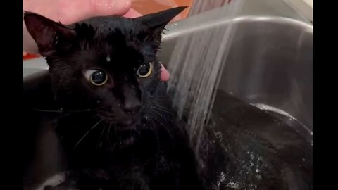 Adopting a Cat from a Shelter Vlog - Cute Precious Piper Gets a Bath
