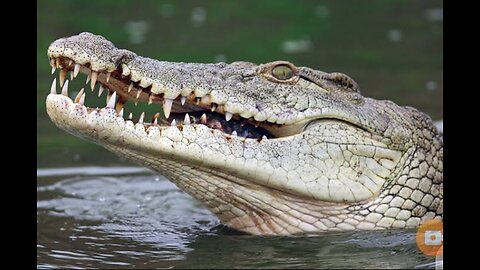 Crocodile animal full dangerous short video viral#