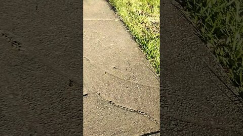 Gang Stalking Perp Walk 11/06/2021