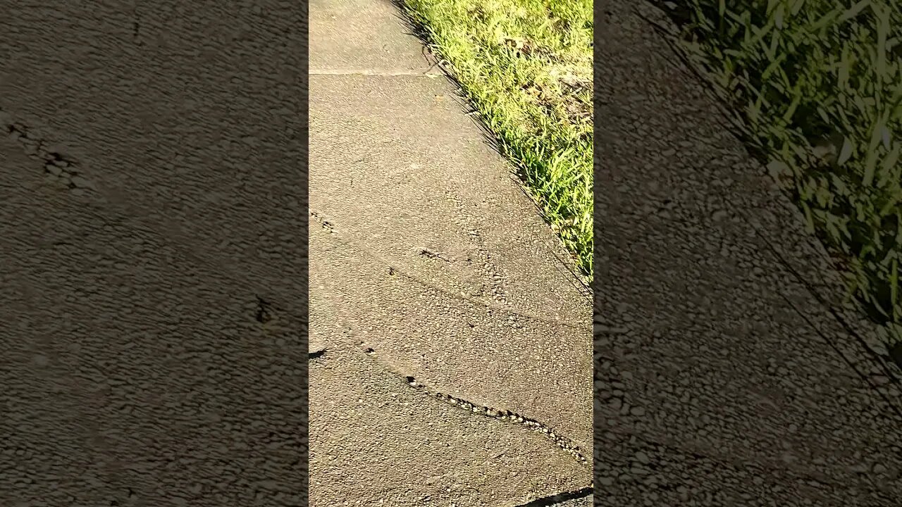 Gang Stalking Perp Walk 11/06/2021