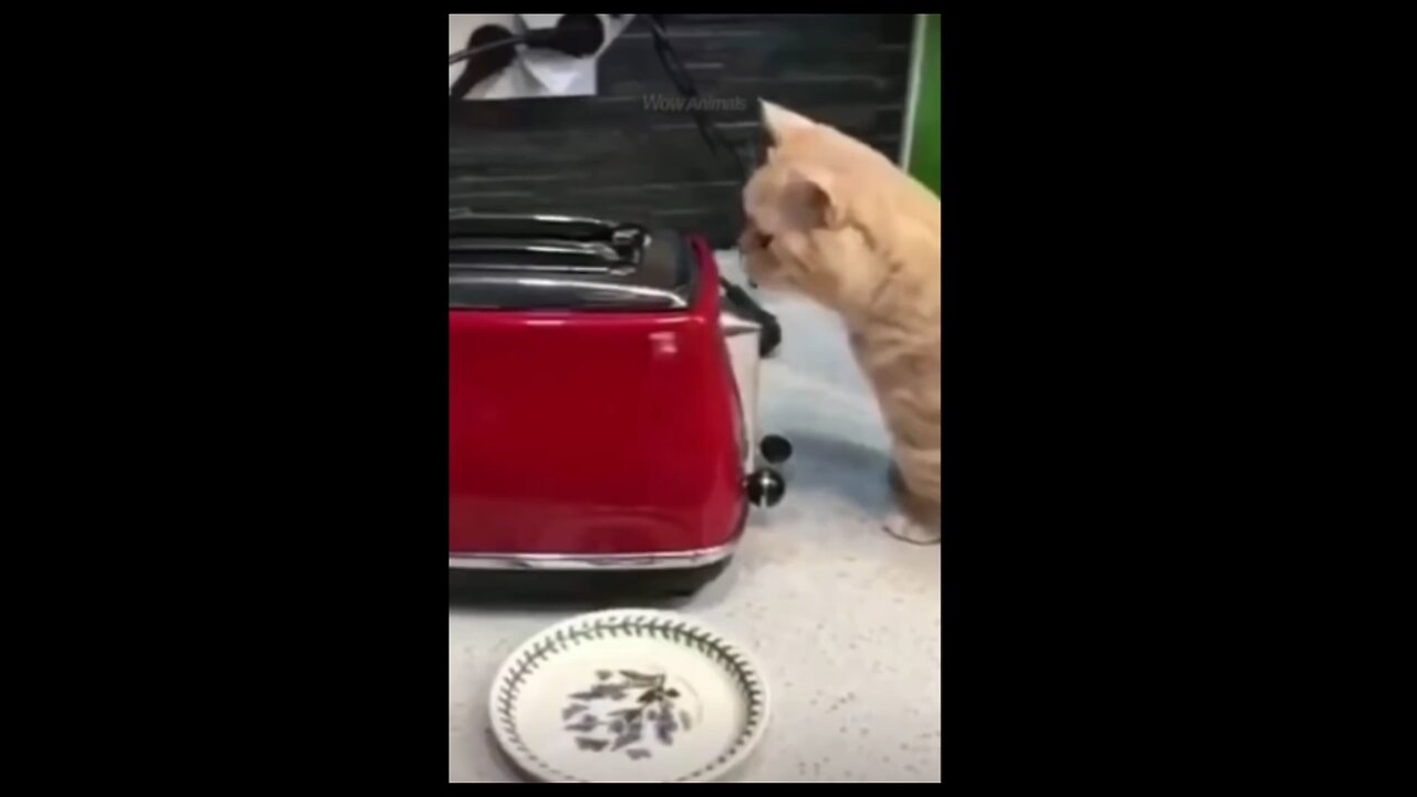 Cat and Dog funny videos #shorts#cats#dogs