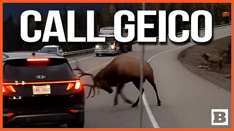 NOT A HYUNDAI FAN! Bull Elk SMASHES Car During Rut Season