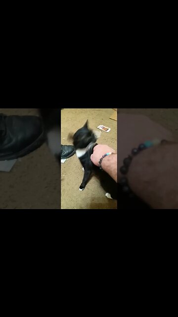 kitty being kitty #shortsfeed #shortsvideo #kittycat #cat #youtubeshorts